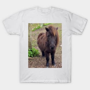 Shetland Pony T-Shirt